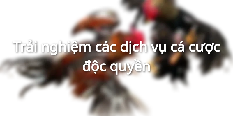 Trải nghiệm dịch vụ cá cược chỉ có tại đại lý NOHU