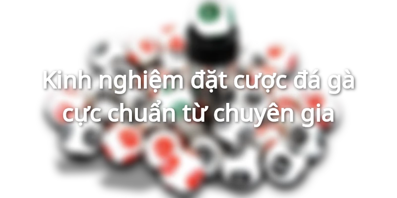 Kinh nghiệm đặt cược đá gà cực chuẩn từ chuyên gia